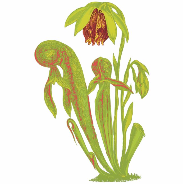 Photo Sculpture Californica de Darlingtonia, plante carnivore (Devant)