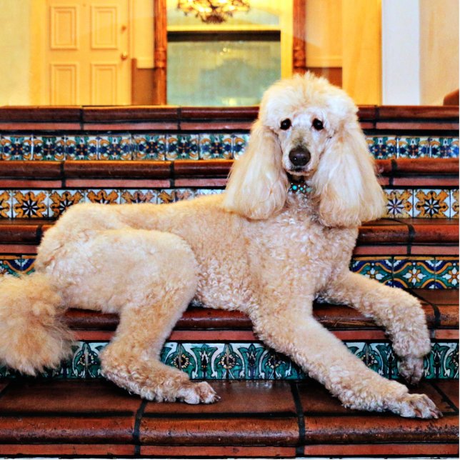 Photo Sculpture Caniche standard d'abricot - Bocelli (Devant)