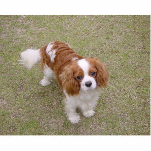 Photo Sculpture Cavalier roi-charles-spaniel plein