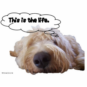 Photo Sculpture C'est rêver de Goldendoodle de la vie