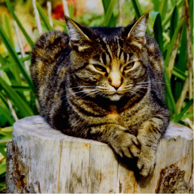 Photo Sculpture Chat d'attitude (Devant)