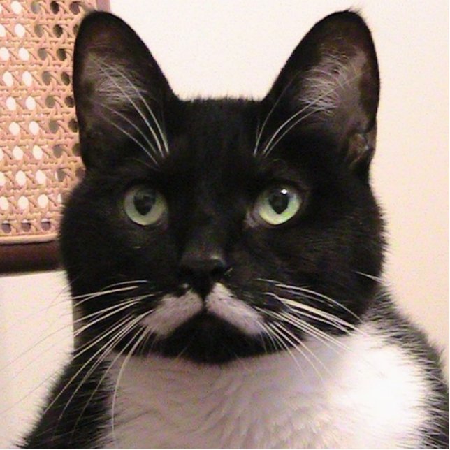 Photo Sculpture Chat de smoking (Devant)