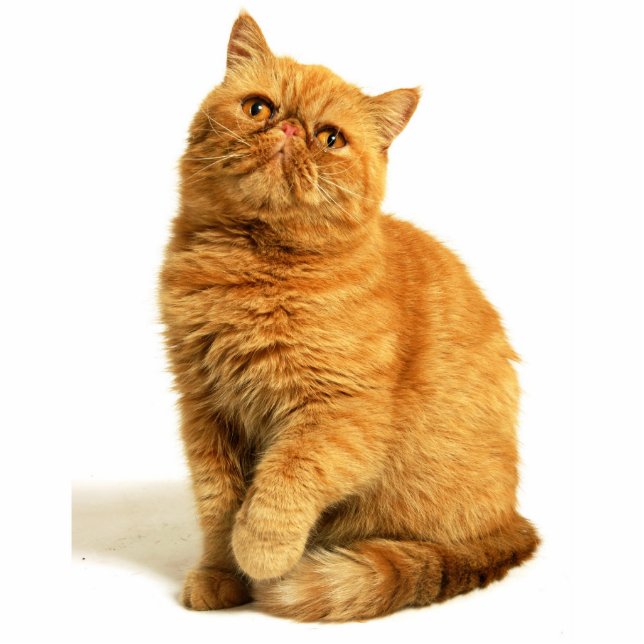 Photo Sculpture Chat persan (Devant)