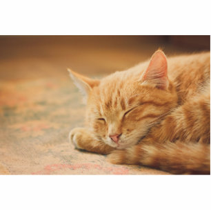 Photo Sculpture Chat tigré orange de sommeil