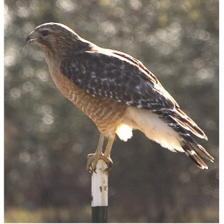 Photo Sculpture chickenhawk