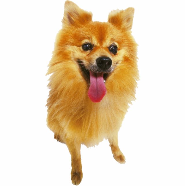Photo Sculpture Chien de Pomeranian (Devant)