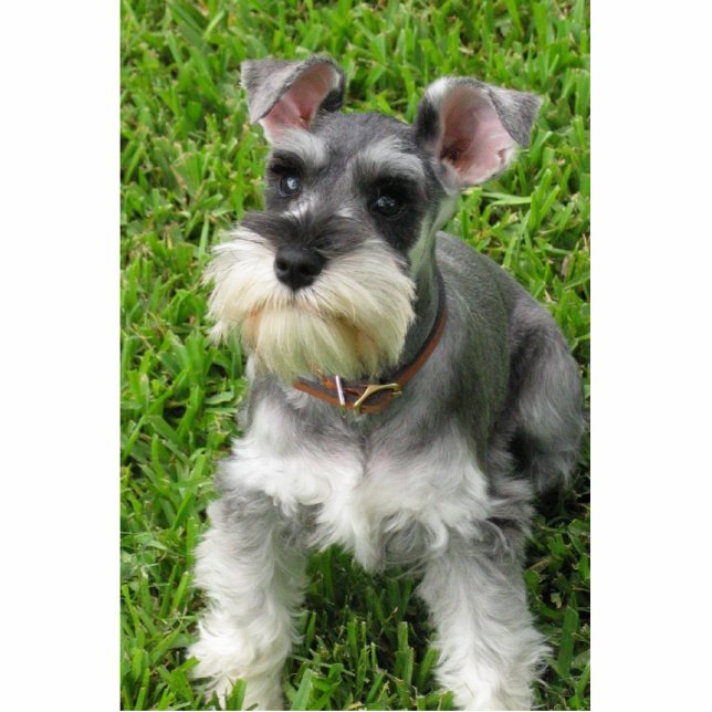 Photo Sculpture Chiffre 3-D Schnauzer miniature (Devant)