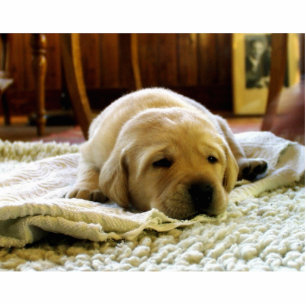 Photo Sculpture chiot jaune 2 labo