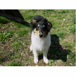 PHOTO SCULPTURE COLLIE PUPPY