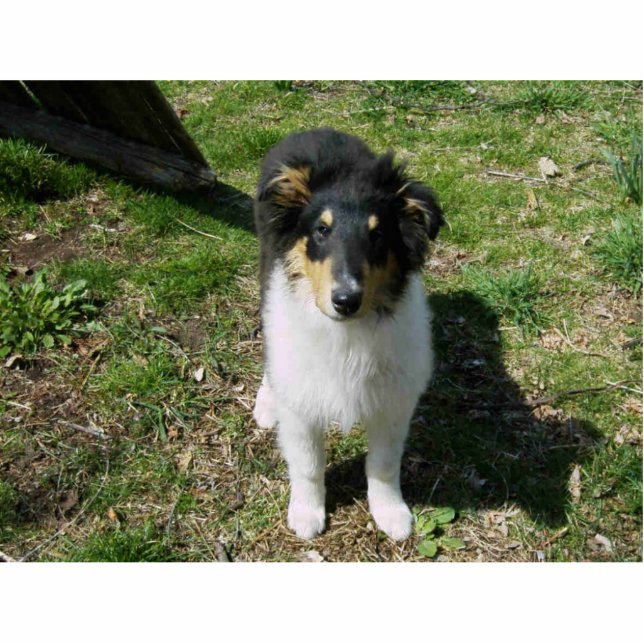 PHOTO SCULPTURE COLLIE PUPPY (Devant)