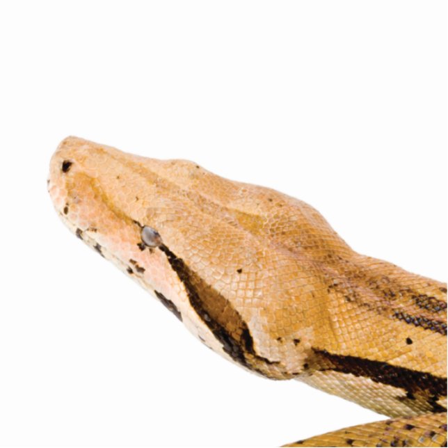 Photo Sculpture Constricteur de boa (Devant)