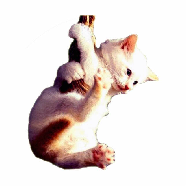 Photo Sculpture Coup chez là le chat de bébé (Devant)