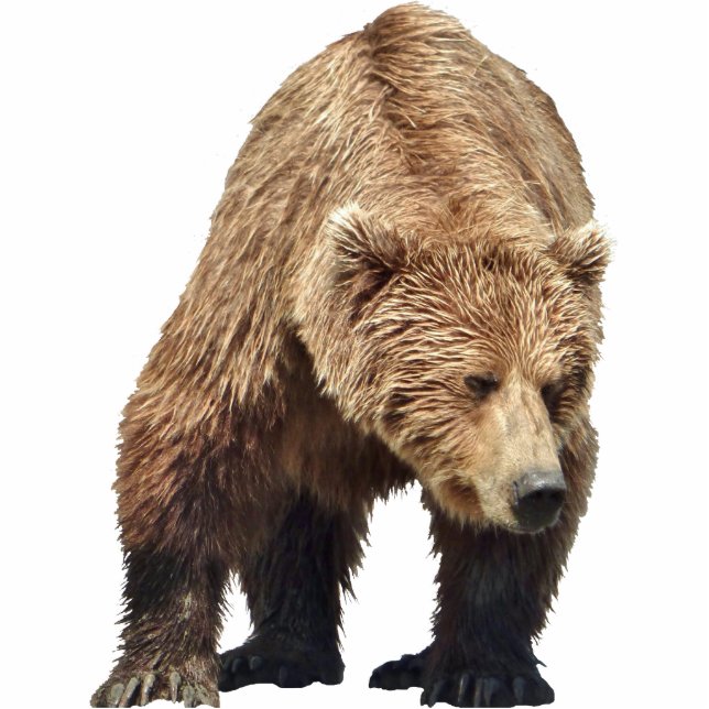 Photo Sculpture de l'ours grizzli (Devant)