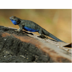 Photo Sculpture Échelles bleues de ventre de lézards