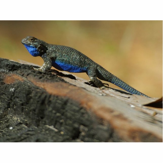 Photo Sculpture Échelles bleues de ventre de lézards (Devant)