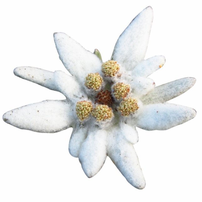 Photo Sculpture Fleur alpine d'edelweiss (Devant)