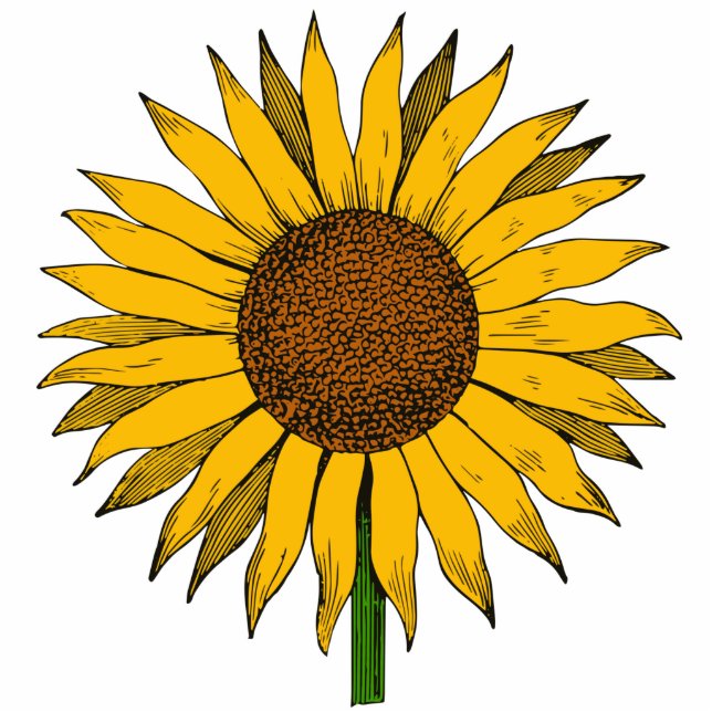 Photo Sculpture Fleur jaune tournesol (Devant)
