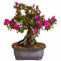 Florecitas Rosas