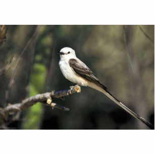 Photo Sculpture FLYCATCHER Ciseaux-coupé la queue