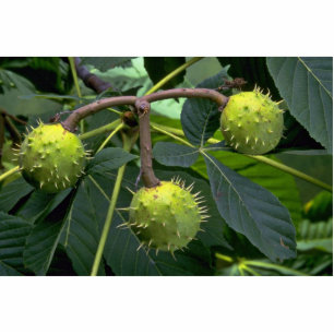 Photo Sculpture Fruits arboricoles de marron d'Inde (hippocastarum