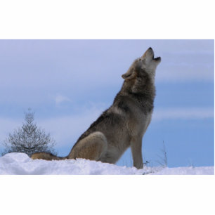 Photo Sculpture Howling Loup de bois de l'Alaska