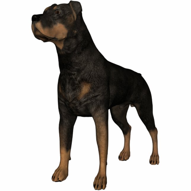 Photo Sculpture KRW Rottweiler (Devant)