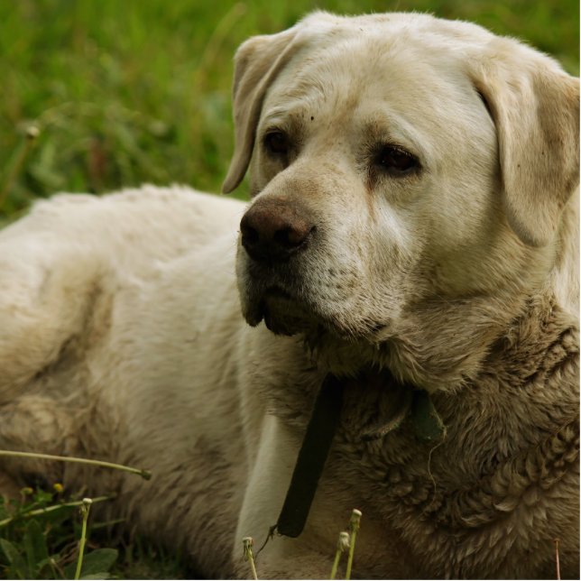 Photo Sculpture Labrador Photo (Devant)