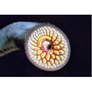 Photo Sculpture Lamproie de mer