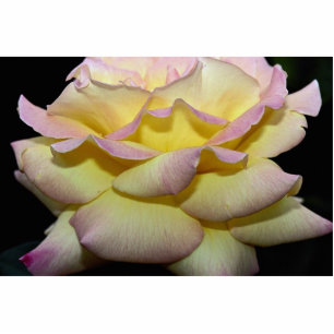 Photo Sculpture Le rose de thé hybride "paix s'est levé" des roses