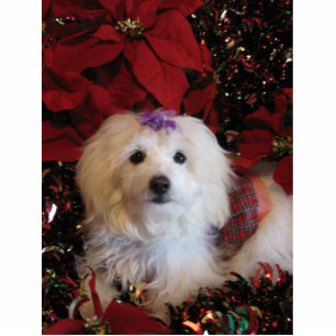 Photo Sculpture LhasaPoo