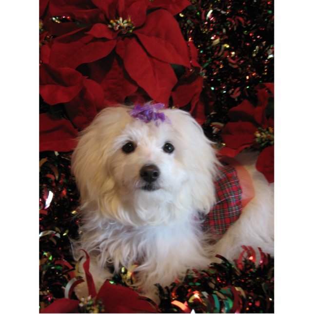 Photo Sculpture LhasaPoo (Devant)