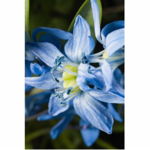 Photo Sculpture Macro de la fleur de neige bleue