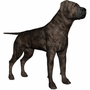 Photo Sculpture Mastiff de KRW