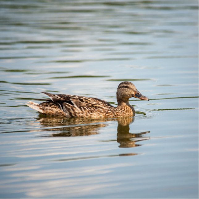 Photo Sculpture Nage de canard (Devant)
