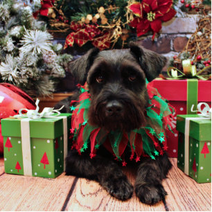 Photo Sculpture Noël - mélange de Schnauzer - Bentley
