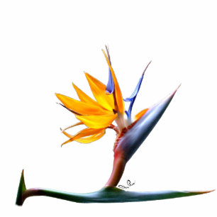 Photo Sculpture Oiseau de sculpture en photo de paradis