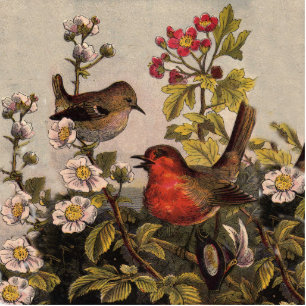 Photo Sculpture Oiseaux de printemps Robin Oiseaux rouges