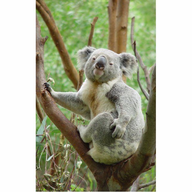 Photo Sculpture Ours de koala se reposant sur l'arbre au zoo de (Devant)