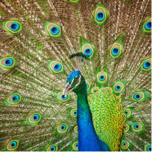 Photo Sculpture Pacock