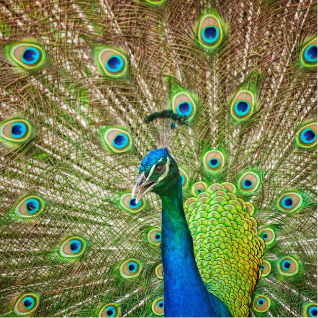 Photo Sculpture Pacock (Devant)