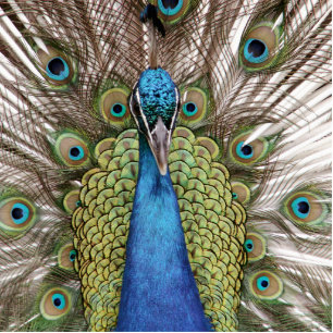 Photo Sculpture Paon