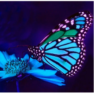 Photo Sculpture Papillon dans la sculpture de photos en bleu clair