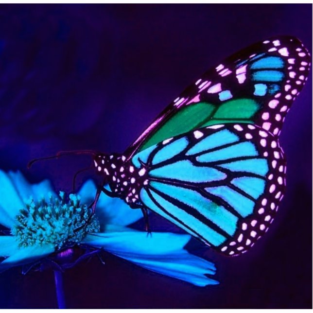 Photo Sculpture Papillon dans la sculpture de photos en bleu clair (Devant)