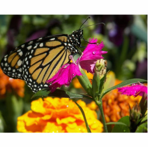 Photo Sculpture Papillon de monarque sur la sculpture rose en