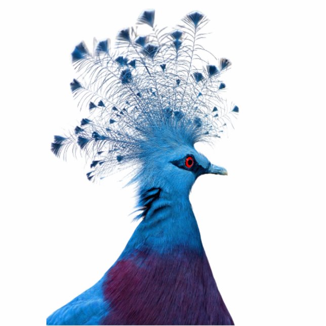 Photo Sculpture Pigeon (Devant)