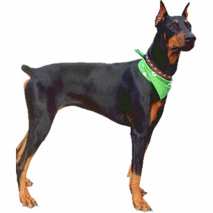 Photo Sculpture Pinscher de dobermann