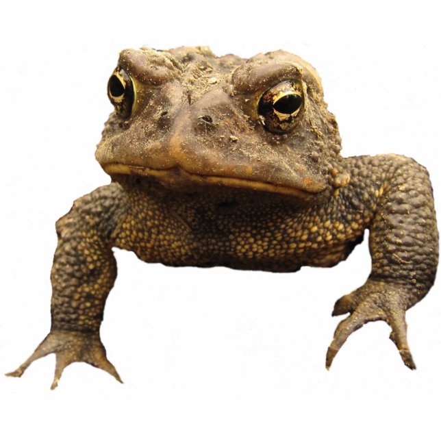 Photo Sculpture Porte - clé d'acrylique de crapaud américain (Devant)