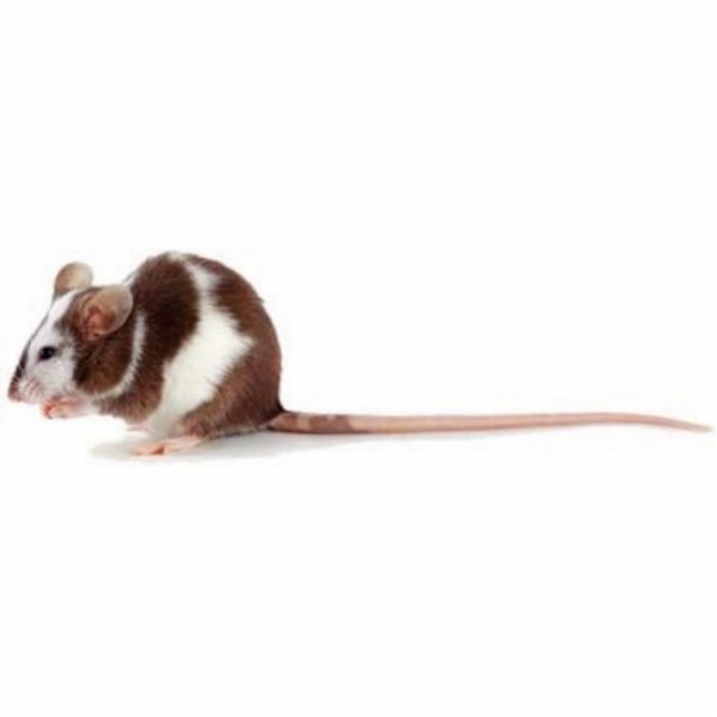 Photo Sculpture rat d'animal familier (Devant)