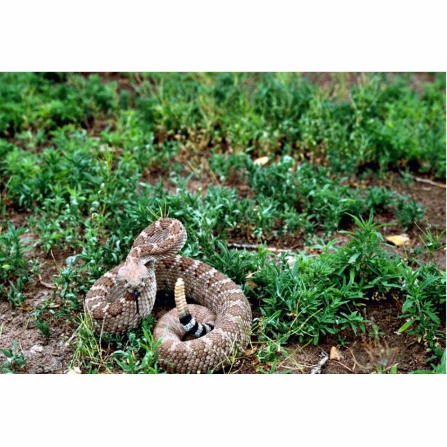 Photo Sculpture Rattlesnake de Diamondback (Devant)