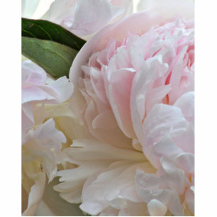Photo Sculpture Sculpture blanche en photo de pivoine